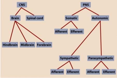 Nervous System Nerves in the body afferent and efferent nerves