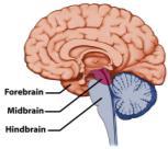 Central Nervous System (CNS) CNS Forebrain Midbrain Hindbrain Functions Sensory and higher order functions like thinking, consciousness etc.