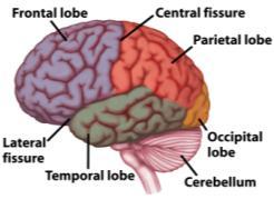 Cortex occupies 80% of total brain volume. Its thickness is 3.0 mm, and divides into six layers. 2.