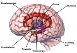Subcortical Structure 1. Thalamus is a relay station for all sensory processes except olfaction. 2.