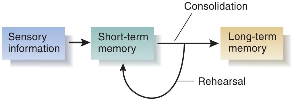 What does H.M. tell us about role of Hippocampus and MTL? STM and LTM are distinctly separate H.M. is unable to move memories from STM to LTM, a problem with memory consolidation Memory may exist but not be recalled as when H.