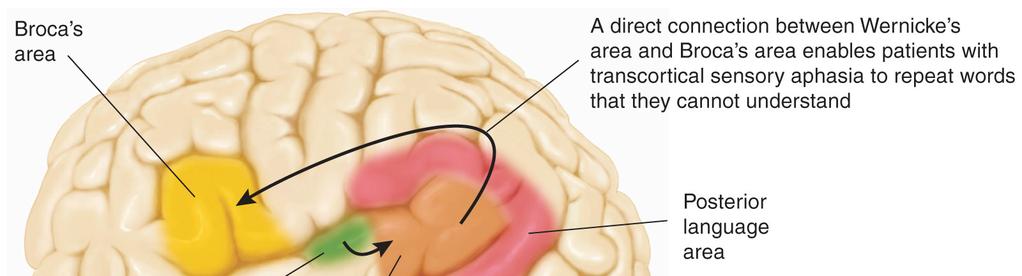 Language Areas Conduction Aphasia The fact that