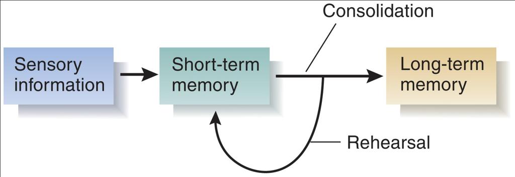 What does H.M. tell us about role of Hippocampus and MTL? n STM and LTM are distinctly separate H.M. is unable to move memories from STM to LTM, a problem with memory consolidation n Memory may exist but not be recalled as when H.