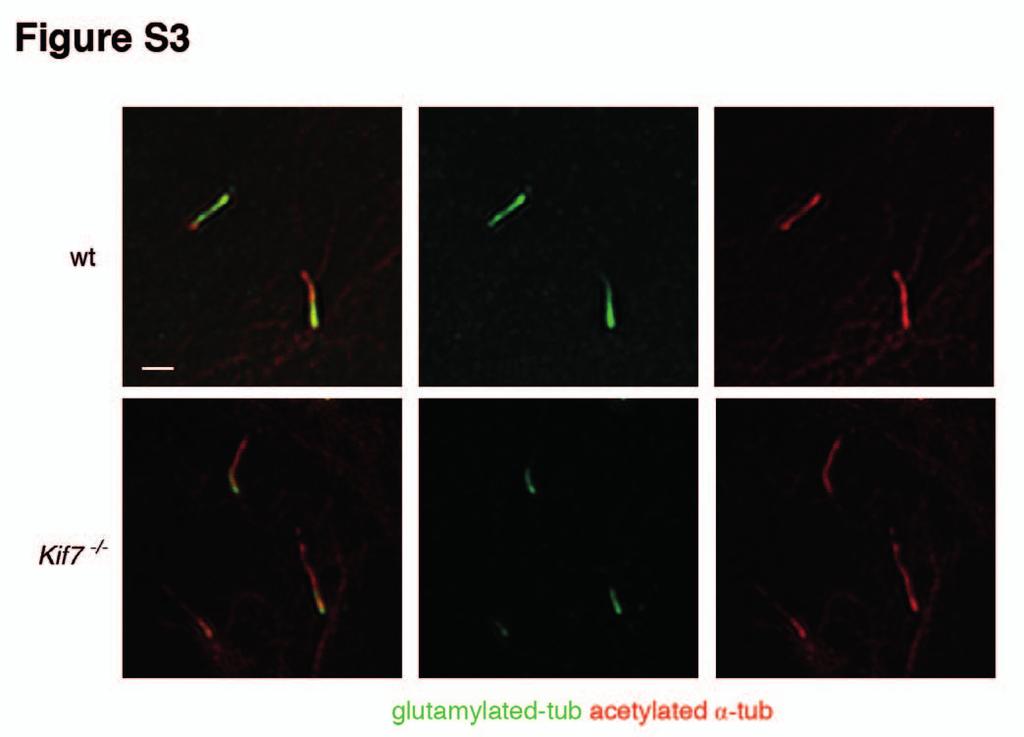 Supplementary Figure 3 Defects of tubulin modification in Kif7 -/- mutant MEFs.