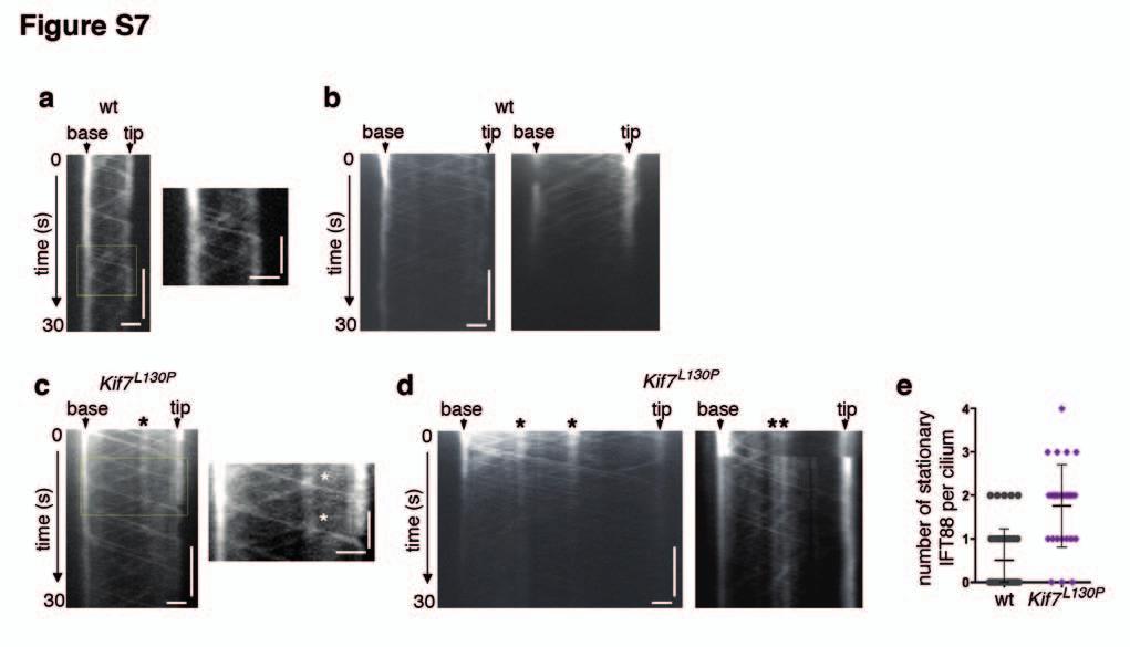 Figure S7 Kif7 L130P mutant cilia have defects in IFT dynamics. (a-b) Representative kymographs generated from time lapse imaging of wild-type and (C-D) Kif7 L130P primary cilium (Supplementary Movie.