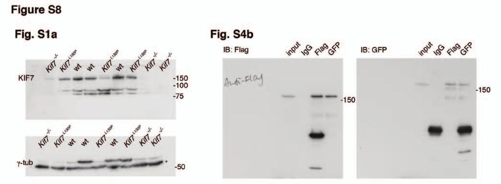 Supplementary Figure 8 Uncropped western blots referring to Figure S1a and Figure S4b. Figure S1a KIF7 protein level in wild-type, Kif7 L130P and Kif7 -/- MEFs.