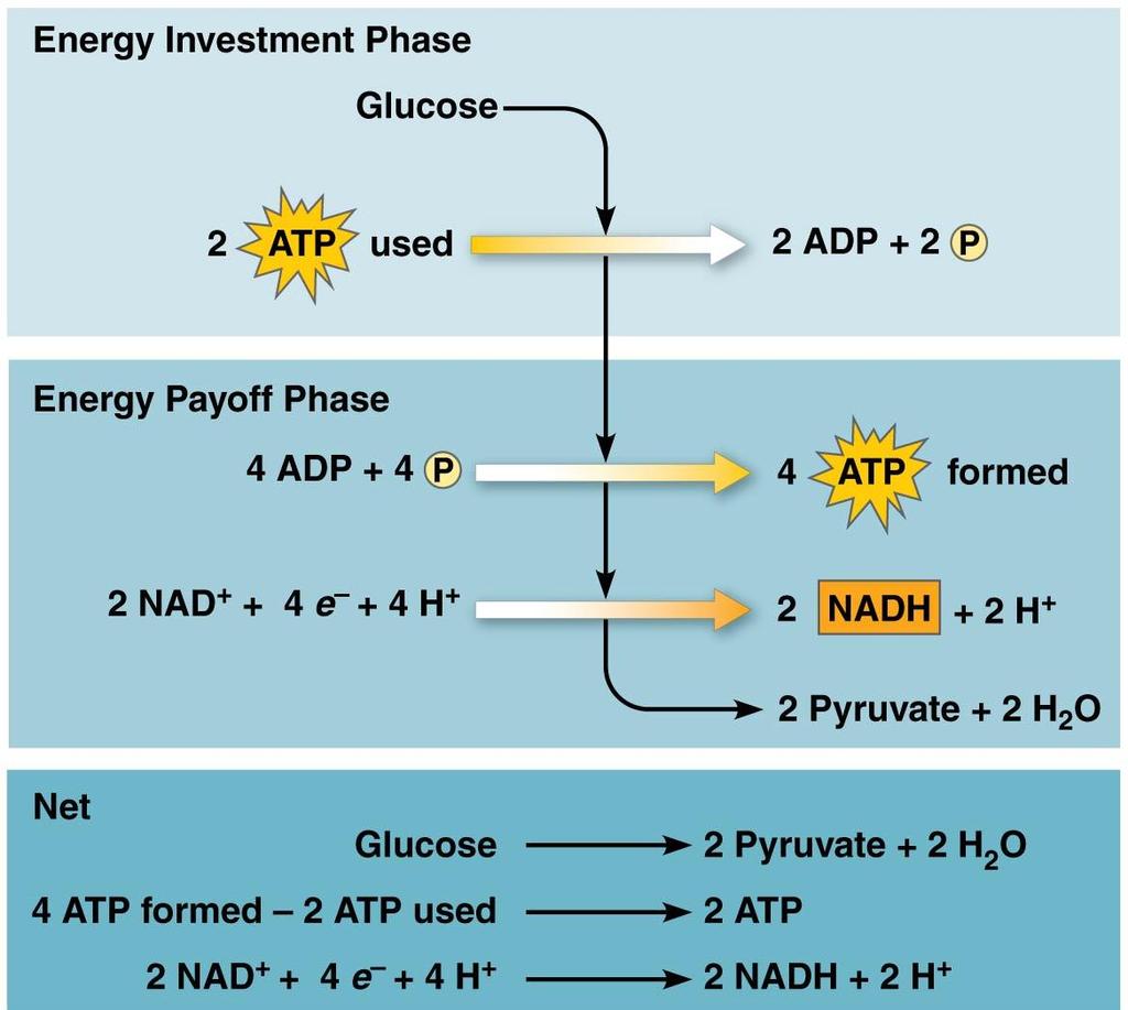 Life is Work 9.2 Glycolysis harvests chemical energy by oxidizing glucose to pyruvate These steps can be divided into two phases. 1. In the energy investment phase, the cell spends ATP. 2.