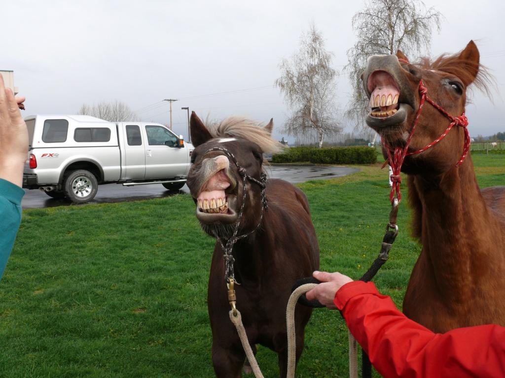 Equine Dentistry Educating horse owners