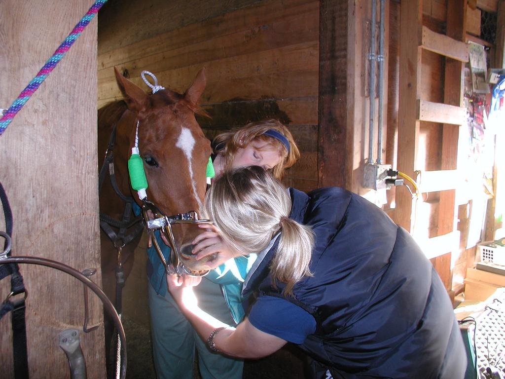 We assert that a team consisting of a Horse Owner and their Veterinarian is best for the horse.
