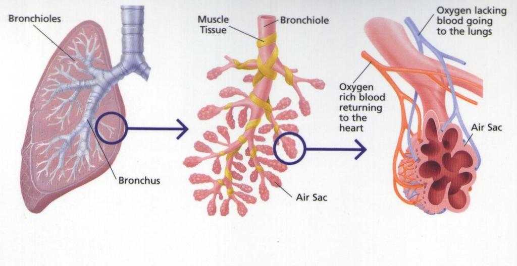 Anatomy of the Respiratory System Photo:
