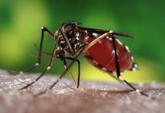 Zika virus Flavivirus first isolated in 1947 in a