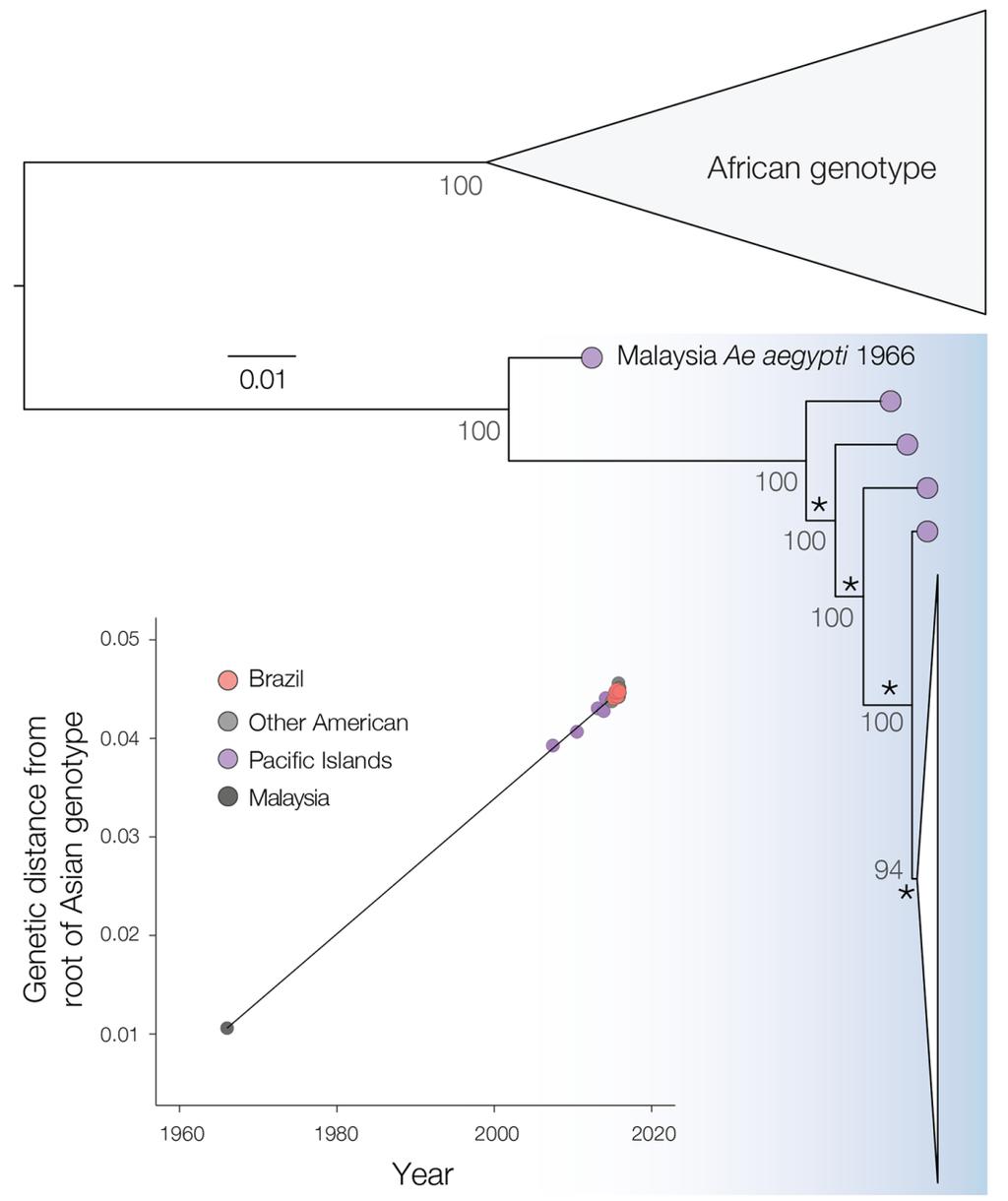 Molecular phylogeny of ZIKV in the Americas