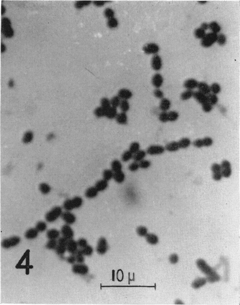 Several examples of the short chain encapsulated streptococci can be seen. Figure 3.