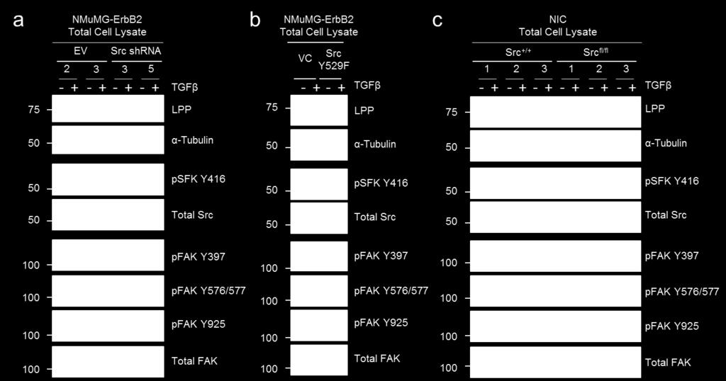 assess inhibition of Src-FAK signaling pathways in (a) NMuMG-ErbB2 breast cancer cells infected with Src-shRNAs or Empty Vector controls (EV), (b)