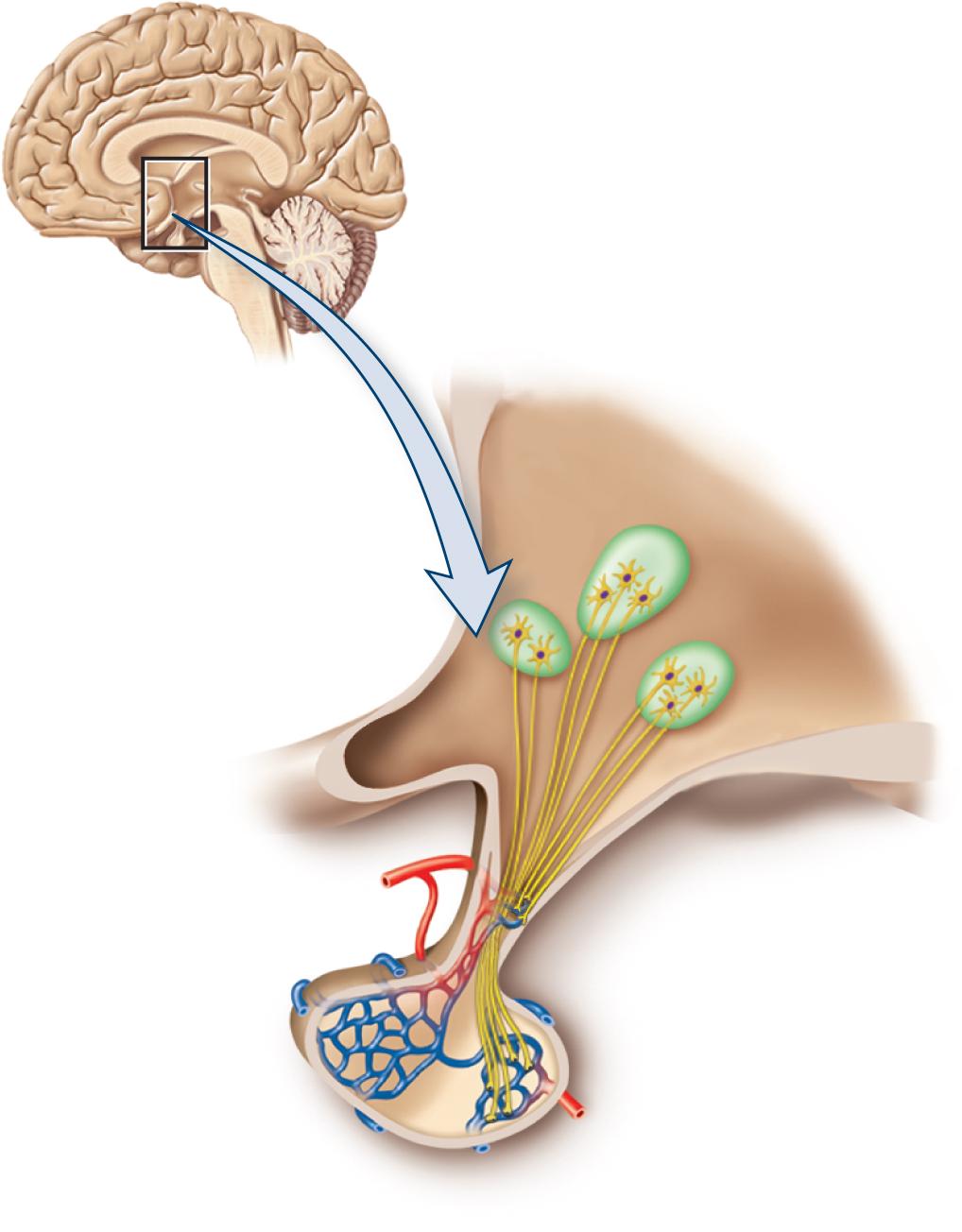 Link between Endocrine system and Nerve system Hypothalamus (시상하부) Pituitary (뇌하수체) Hypothalamus Hypothalamic nuclei 1) make