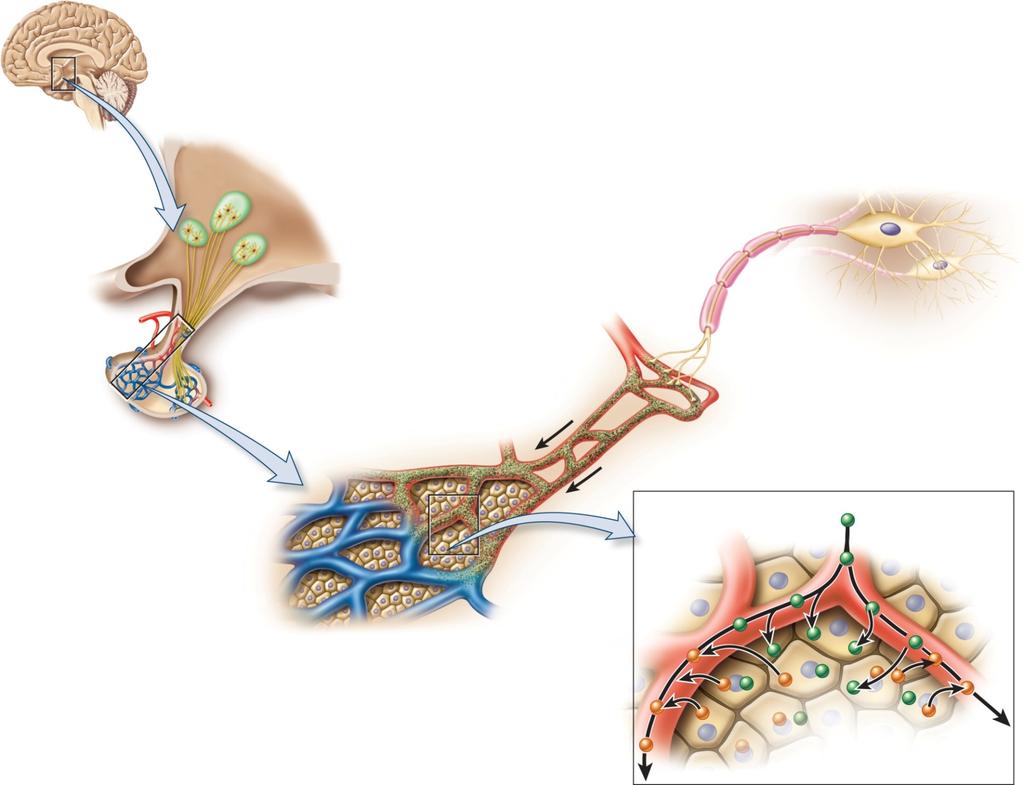 Anterior pituitary gland Posterior pituitary gland 3) Travel through portal vein to anterior pituitary gland neurohormones