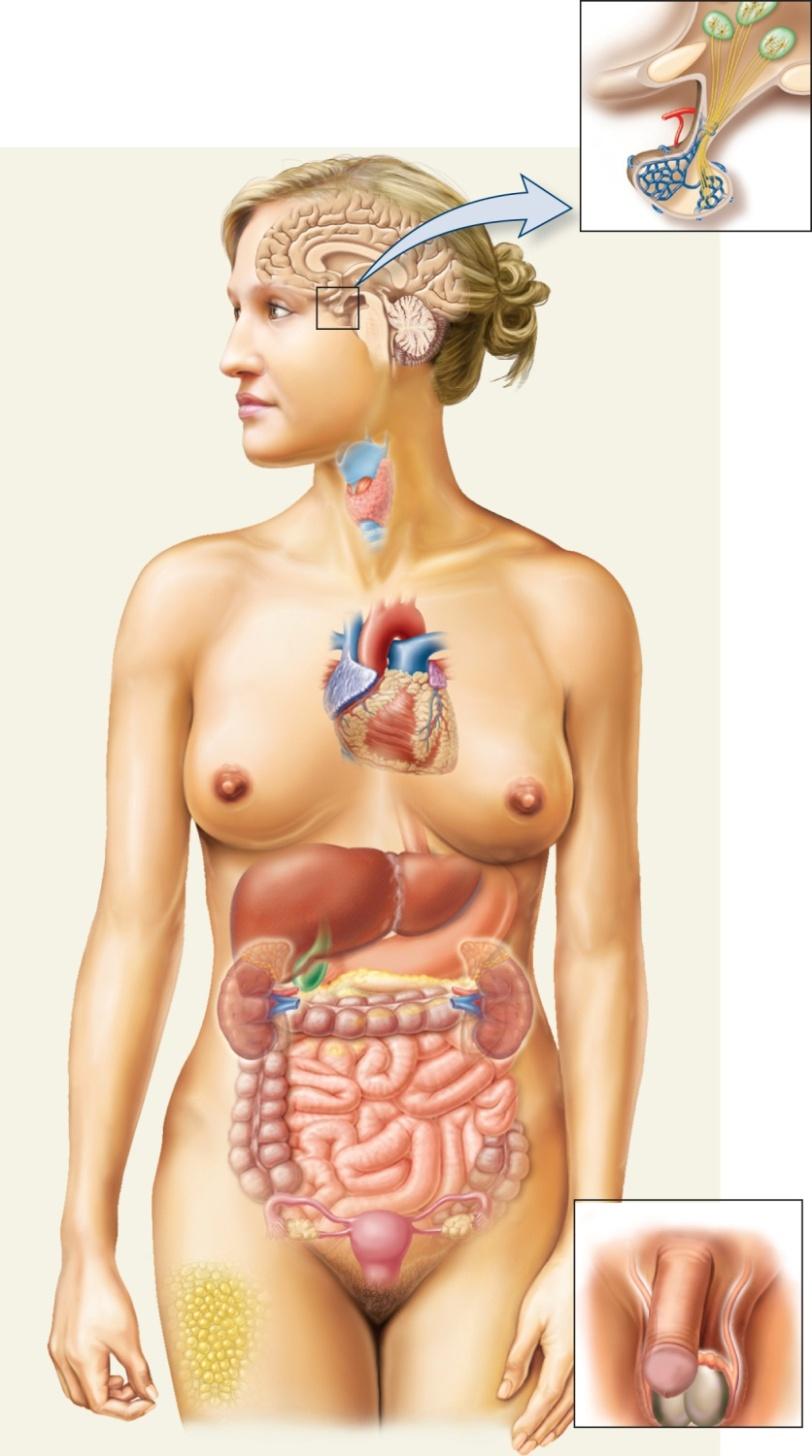 Endocrine system All the endocrine glands and other organs with hormonesecreting cells Figure 50.