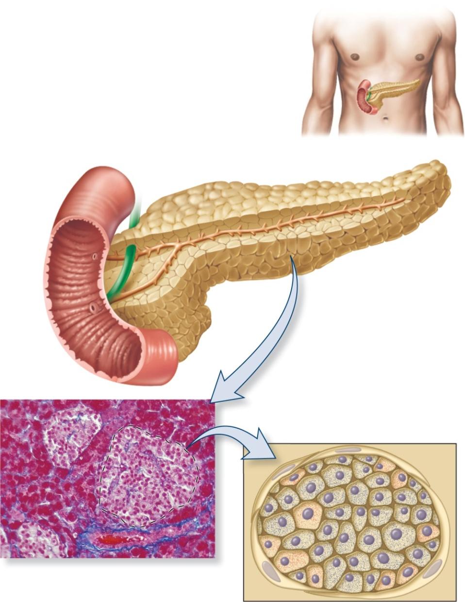 Glucose Homeostasis Two hormones involved in Glc Homeostasis glucagon Insulin =>Produced in pancreas Small intestine Pancreas