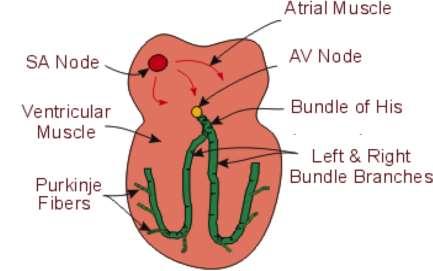 3 Figure 1-1 As the SA node fires, each electrical impulse travels through the right and left atrium.