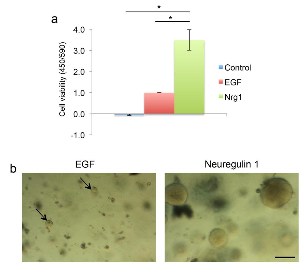 1 2 3 4 5 6 7 8 9 10 Supplementary Figure 1: Neuregulin 1 increases the growth of mammary organoids compared to EGF.