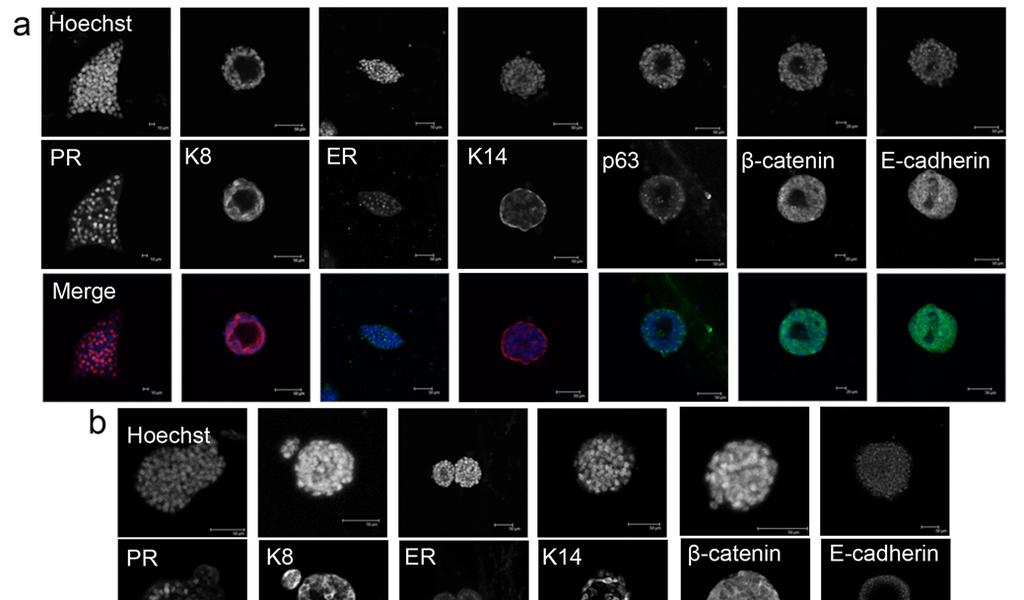 138 139 140 141 142 143 144 145 146 147 Supplementary Figure 15: Histological characterisation of mammary organoids during development in
