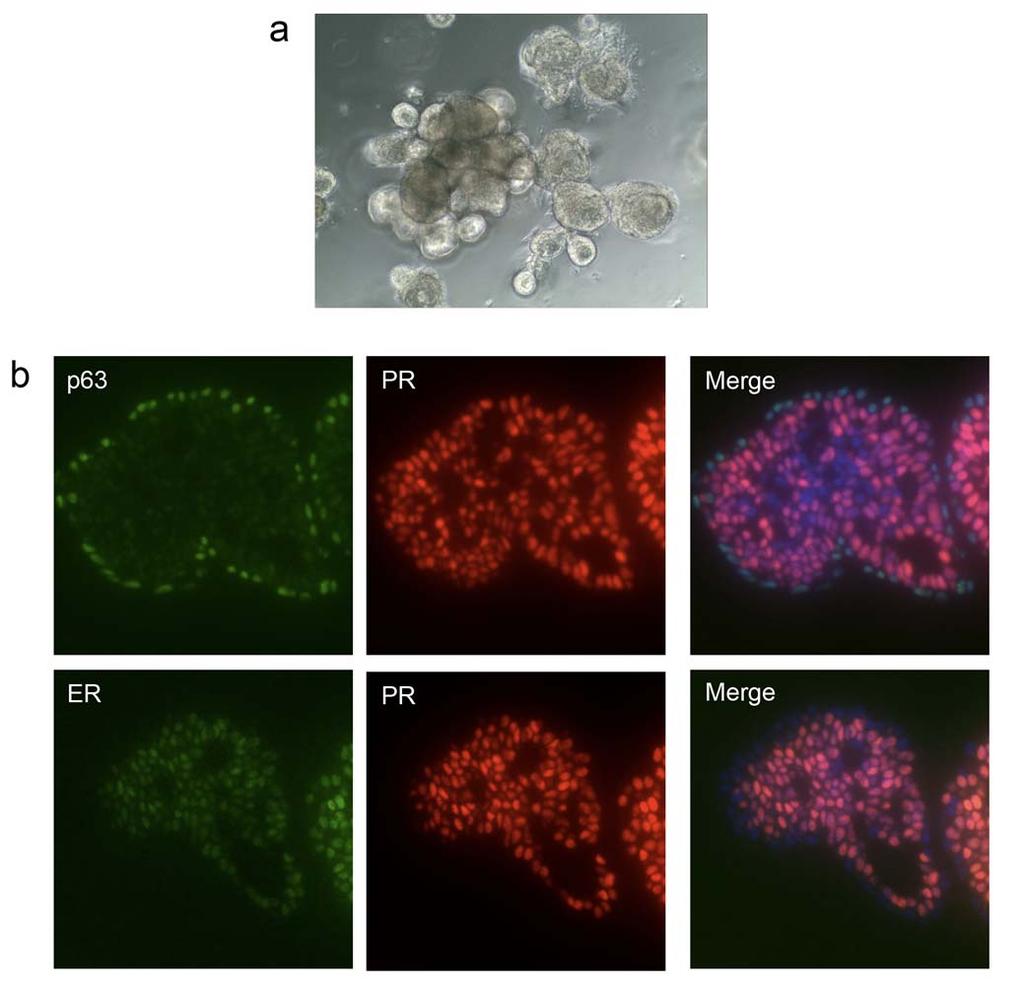 156 157 158 159 160 161 162 163 164 165 166 167 Supplementary Figure 17: Mammary cells from C57BL/6 mouse strain can form organoids with distinct luminal and basal cell compartments.