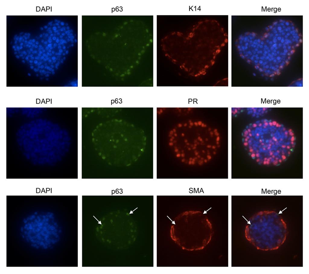 11 12 13 14 15 16 17 18 Supplementary Figure 2: Neuregulin 1 treated organoids contain distinct cell compartments.