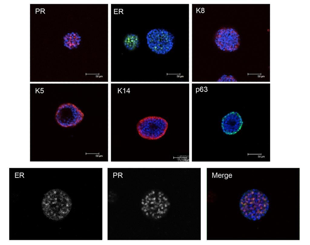 265 266 267 268 269 270 271 272 Supplementary Figure 27: Cellular characterisation of mammary organoids originating from single CD24 high Sca1 - cells.