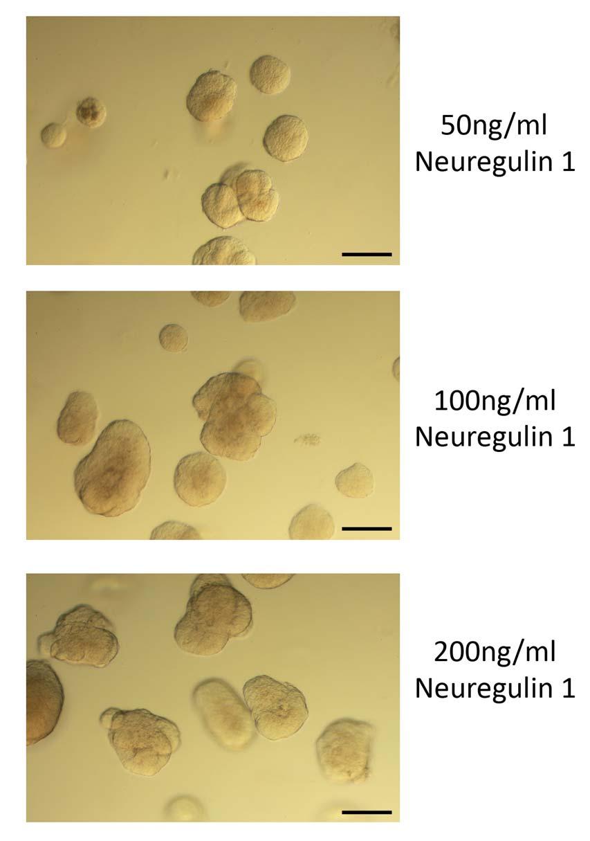 26 27 28 29 30 31 32 Supplementary Figure 4: High concentrations of Neuregulin 1 promotes the growth of mammary organoids compared to low concentrations of Neuregulin 1.