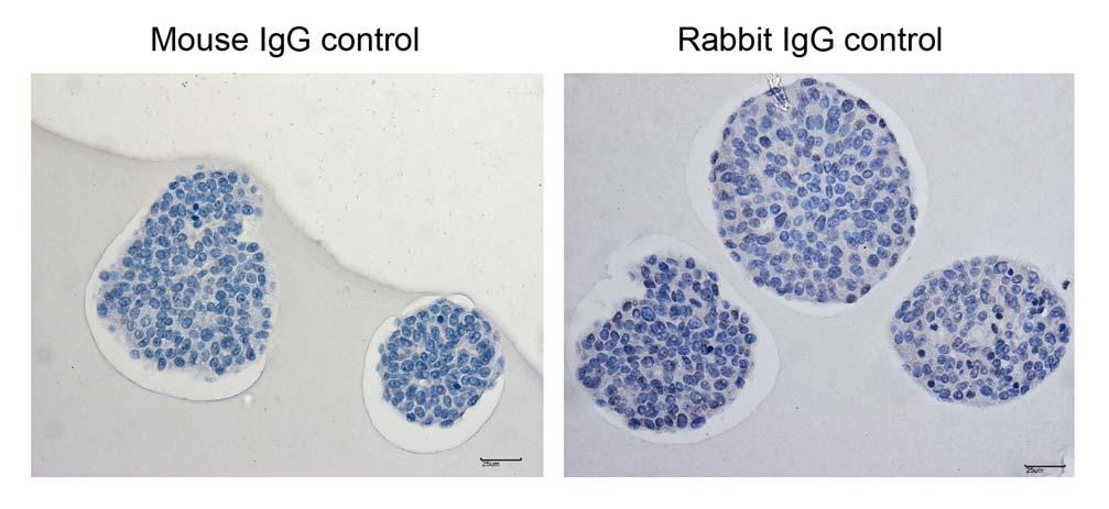 38 39 40 41 Supplementary Figure 6: Mammary organoid sections exposed to mouse IgG or