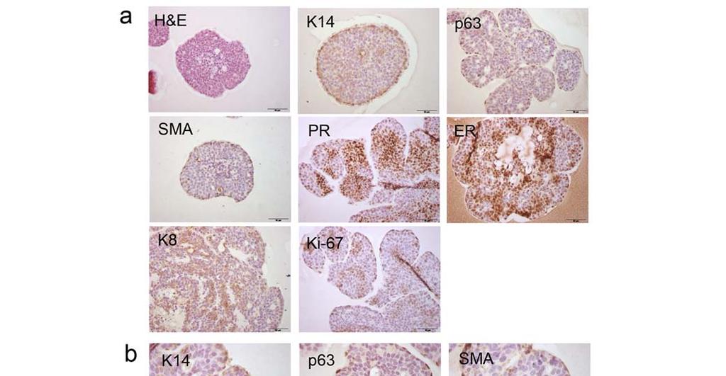 42 43 44 45 46 47 48 49 50 51 52 53 54 55 56 Supplementary Figure 7: Mammary organoids treated with Neuregulin 1 can be maintained in culture for long-term.