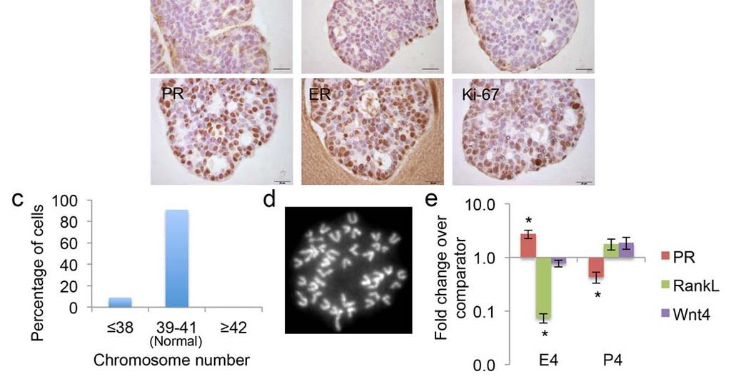 Mammary organoids were then fixed and stained for selected markers. (a) Scale bar, 50 μm. (b) Scale bar, 20 μm.