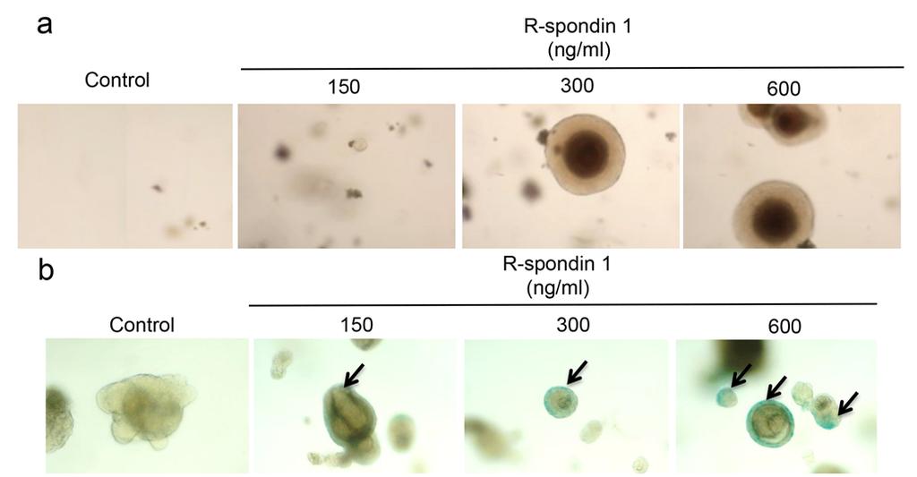 57 58 59 60 61 62 63 64 65 66 67 68 Supplementary Figure 8: R-spondin 1 regulates mammary organoid formation and Wnt signalling activation.