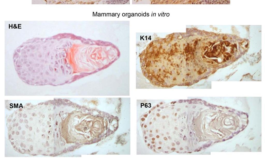 Organoids were fixed, embedded in paraffin and sectioned.