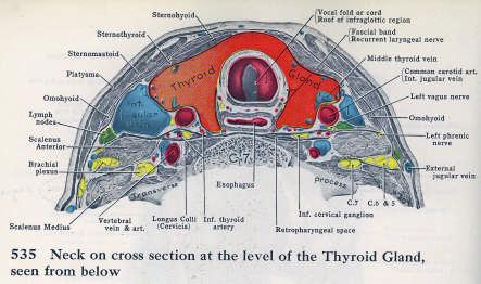 Breast Nodule: FNA & Core Thyroid Anatomy Grant s Atlas of Anatomy 1962 Left