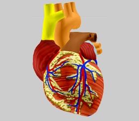 Unit 1: Heart Attack Heart Anatomy Heart Anatomy Heart Chambers, Walls Vena Cava The vena cava is a large vein that brings the deoxygenated (impure) blood back to the heart and empties it into the