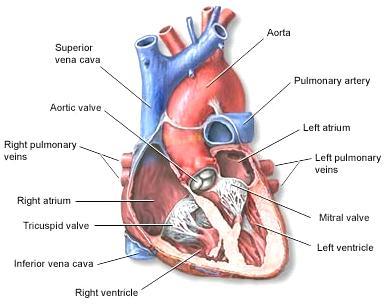 tendineae ( heart strings ) Superior vena cava enters right atrium Rt Pulmonary veins enters left atrium Inferior vena cava enters right atrium Aorta leaves left