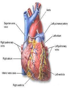 upper and lower parts of the body into the heart Pulmonary Arteries Carry deoxygenated blood from the heart to the lungs The Vessels Pulmonary Veins Carry