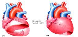 Ventricles (R & L) contract simultaneously Atrioventricular valves close lub sound Blood forced into large arteries