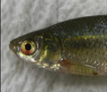 Golden Shiner Virus (GSV): (a) Fathead minnow with hemorrhages at the vent.