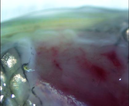 a b FIGURE 6. Clinical signs observed in fathead minnows from a lot testing positive for Fathead Minnow Nidovirus (FHMNV): (a) External lesion on the lateral surface, just below the dorsal fin.