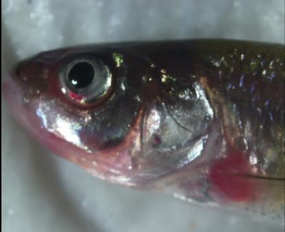 (a) Fathead minnow with severe hemorrhages on the