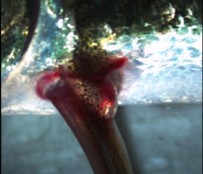 (c) Fathead minnow with severe hemorrhages in the