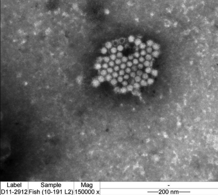 FIGURE 8. Transmission electron micrograph of a picorna-like virus isolated from fathead minnows obtained from a Minnesota baitfish importer. (Photo by A.