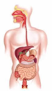 Digestive Organs Essential for helping us absorb the nutrients: help us prevent