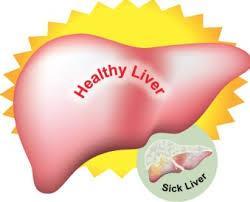 Liver con t Keeping the liver healthy is important when helping clients