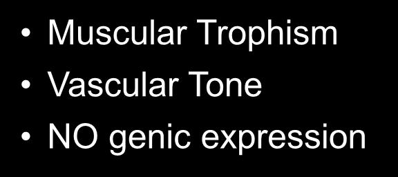 Vascular Tone NO genic expression Simpatic