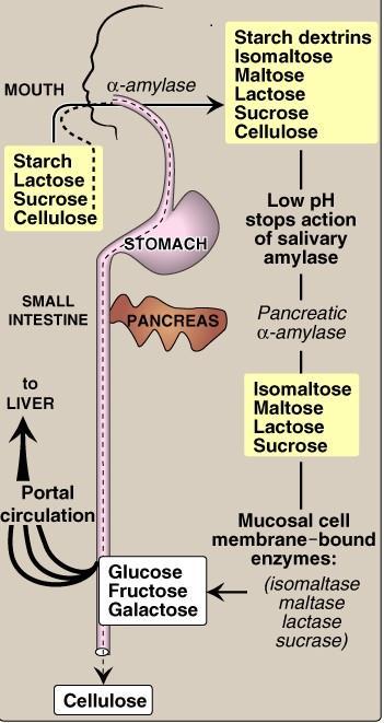 Doctor wrongly said that it has 3 glucose units connected by a1-6 it is actually have 2 Intestinal Di-saccharidases They are responsible for the final digestion of lipids Enzyme Isomaltase Maltase