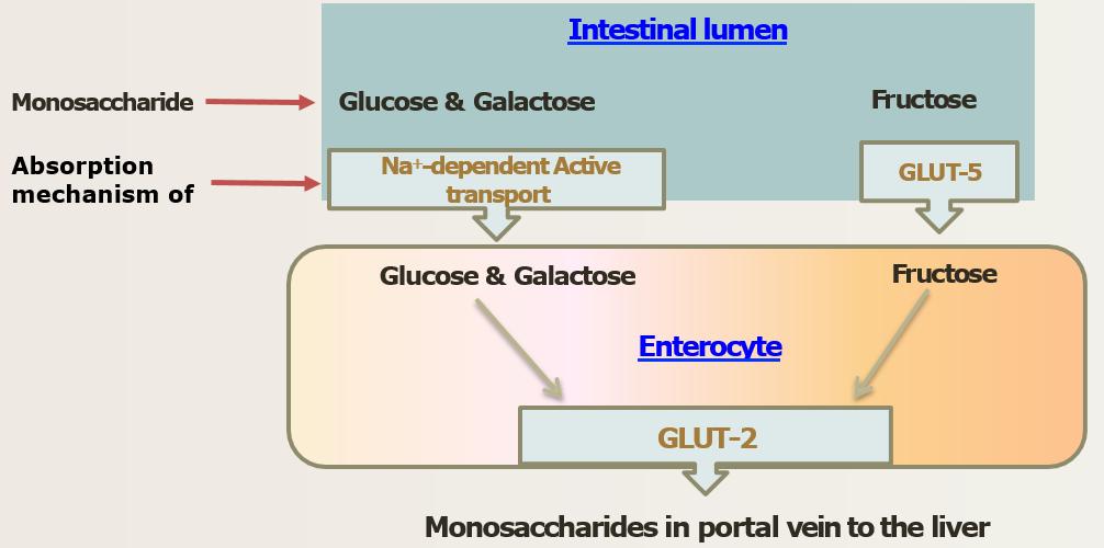 Mono- & di- & poly- saccharides Absorption of Monosaccharides by Intestinal Mucosal Cells occurs in the Duodenum & upper Jejunum. Different Monosaccharides have different mechanisms of absorption: 1.
