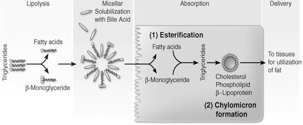 Figure 7.3: Fat Absorption Steps of Fat Absorption: 1) Free fatty acids (FFA s), monoglycerides, fat-soluble vitamins, & cholesterols absorbed & transported to the brush border by Micelles from bile.